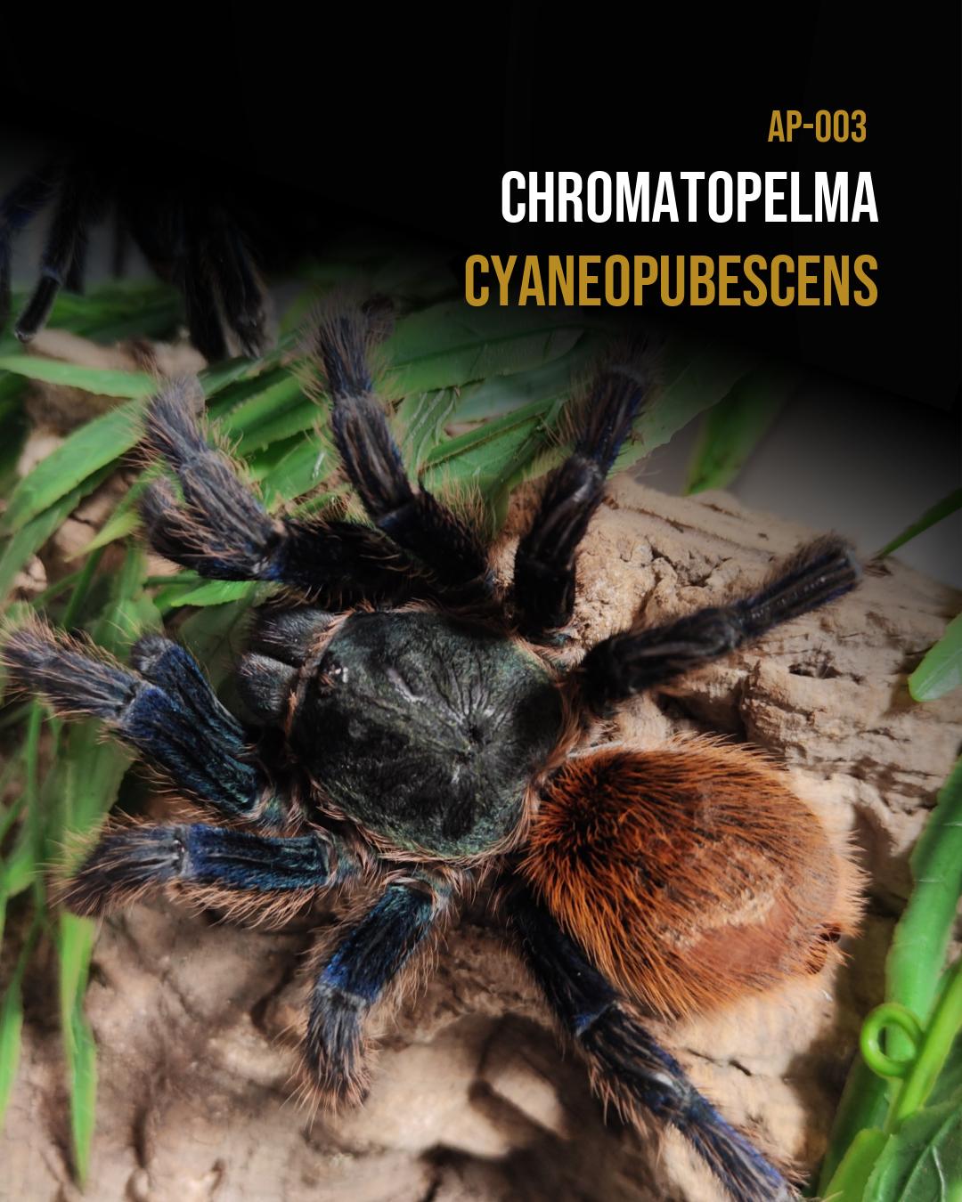 Chromatopelma cyaneopubescens